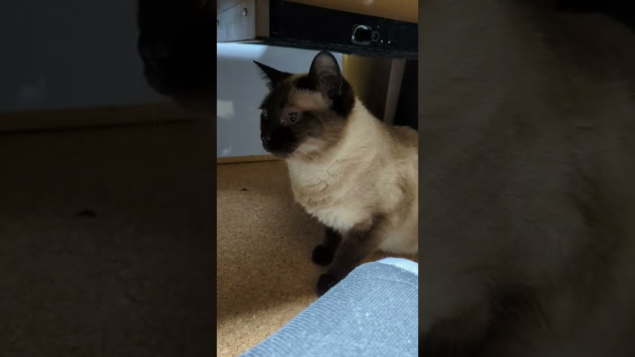 走るシャム猫 - My cats run so fast - #Shorts