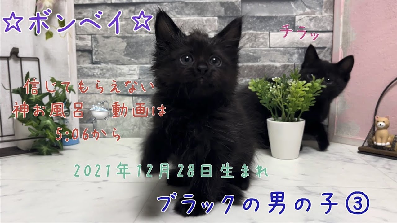 神メソッド☆お風呂🛁動画　ボンベイの男の子　20220318 【ナナハチ’s ROOM】