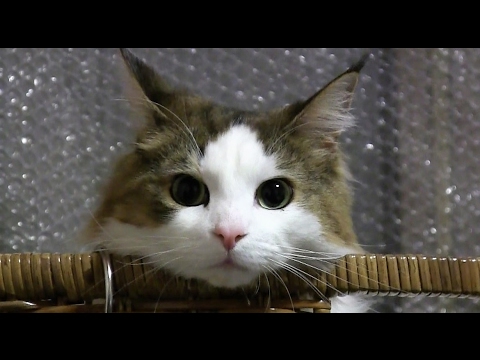 ノルウェージャンフォレストキャットの大脱走！
