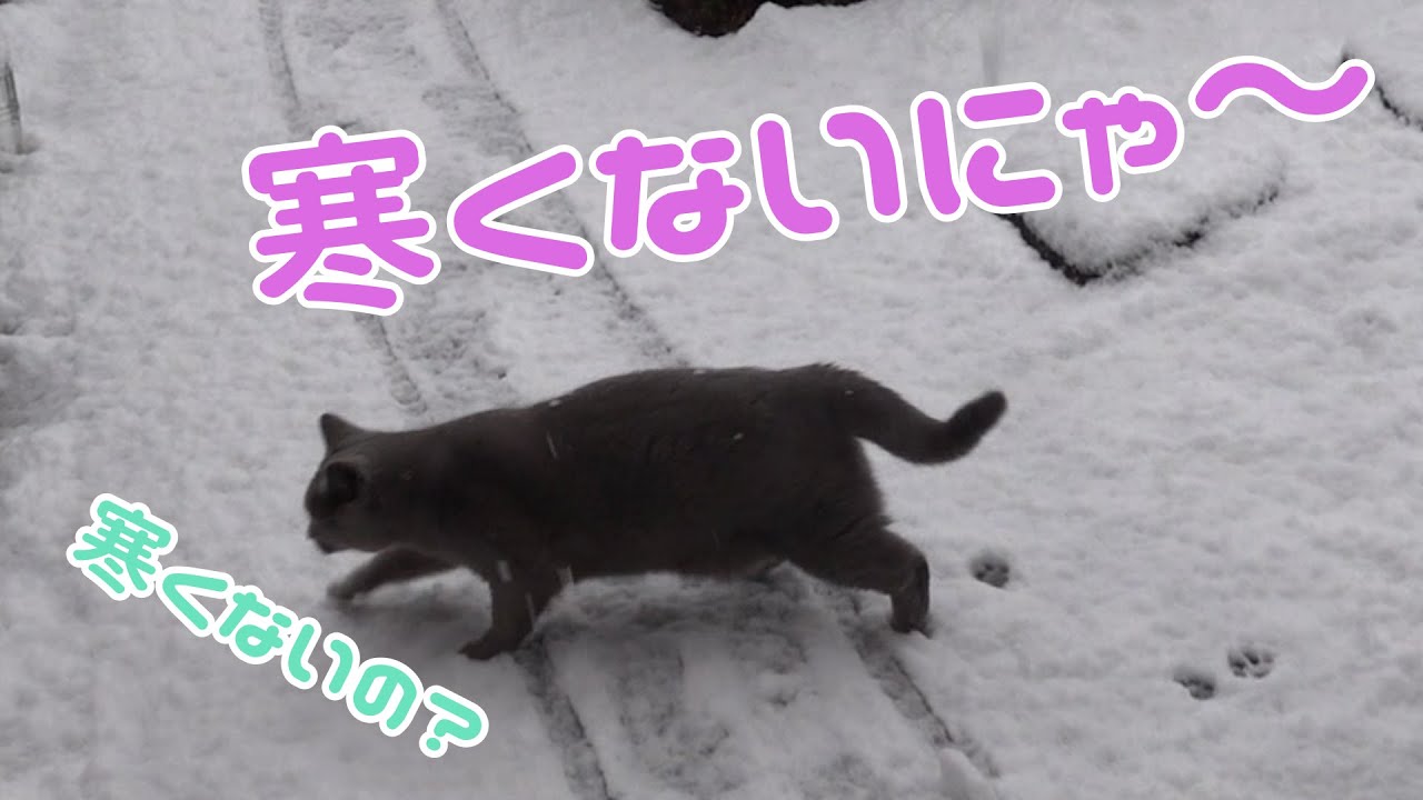 シャルトリューの猫のグラスさんが生まれて初めて雪を見るので付き合ってみました          【Chartreux】