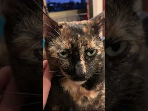 Manx Luna purr machine