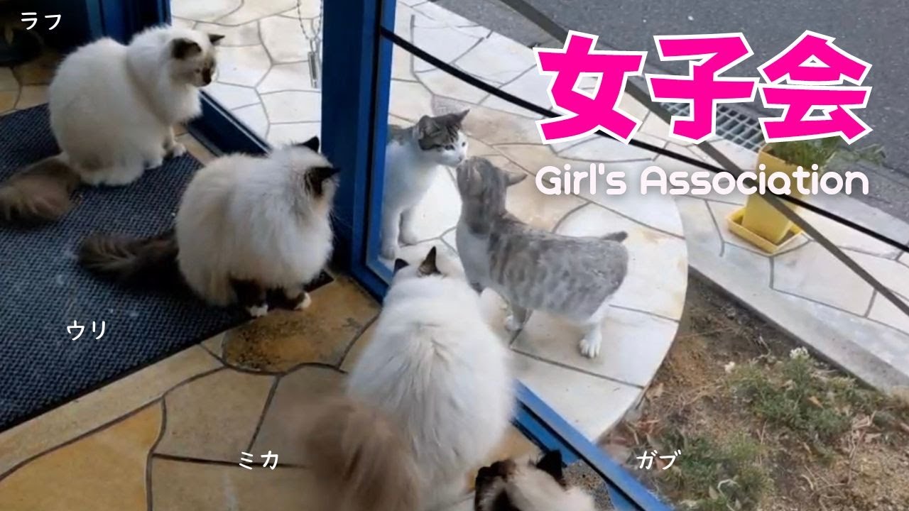 ４匹のバーマン猫たちと外猫ちゃん【女子会】Girl's Association（バーマン猫）Birman/Cat
