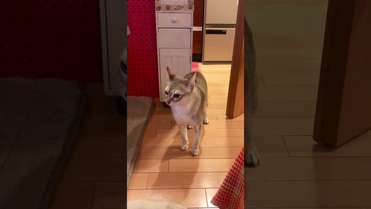 たぬき猫をペロペロしたかったシンガプーラなのにゃ♪