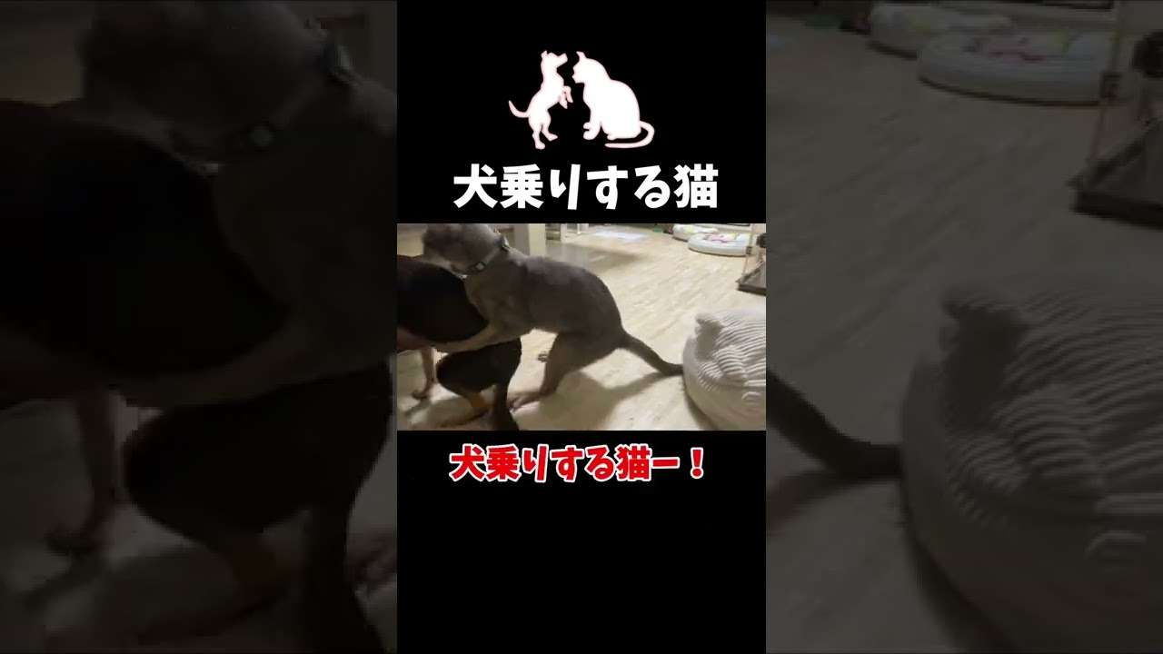 (チワワ&アビシニアン) 犬乗りする猫