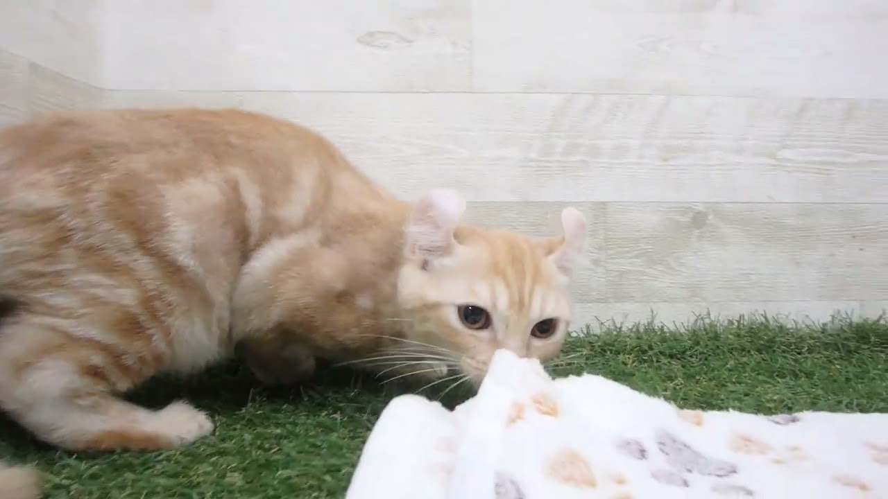 00610106 アメリカンカール