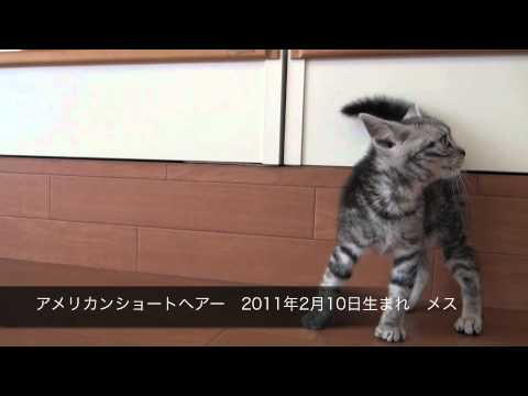 アメリカンショートヘアー_20110210