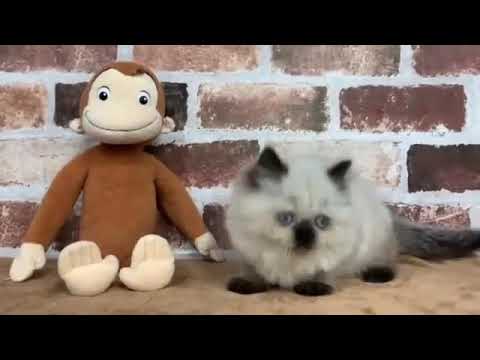 ヒマラヤン♀2/14