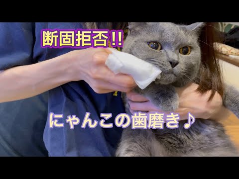 猫は歯磨きは嫌なんです！【ブリティッシュショートヘア】