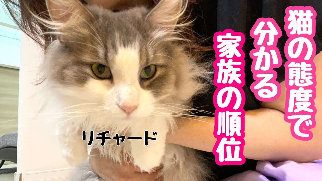 【同じ家族でも態度が違う】格差が大きいリチャード家の日常♡ノルウェージャンフォレストキャット