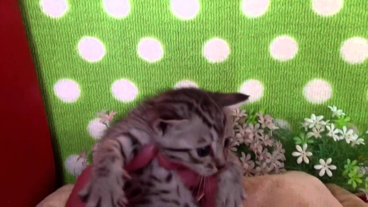 2013年4月27日オシキャット☆タウニーシルバーの女の子 【ナナハチ's　ROOM】