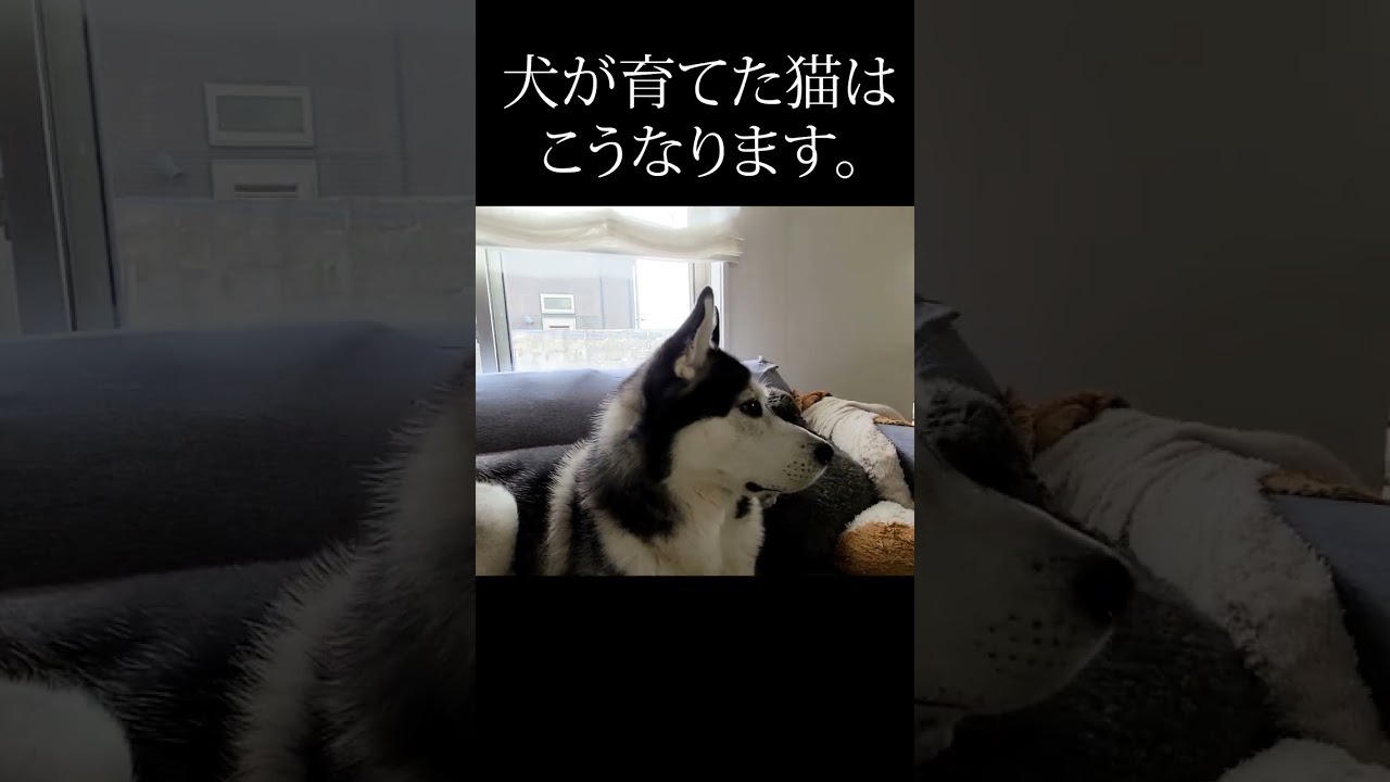 犬を自分の親だと思ってる子猫がこちらです#shorts