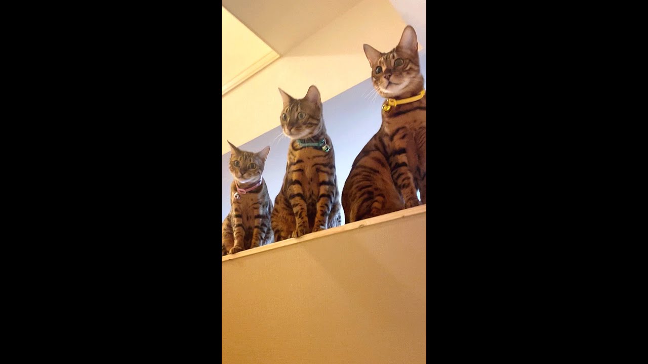 キャットウォークの上のベンガル三兄弟 #shorts