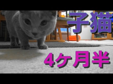 シャルトリュースズ