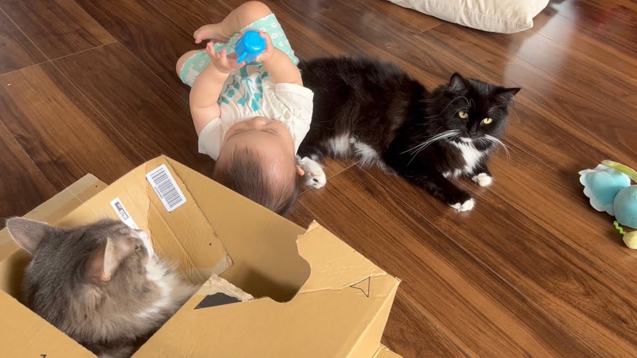 赤ちゃんからクッション扱いを受けても気にしない猫　ラガマフィン　A cat that doesn't mind being treated like a cushion by a baby