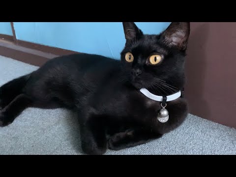 落ち着かない猫ルーシー！Black bombay cat 黒のボンベイ