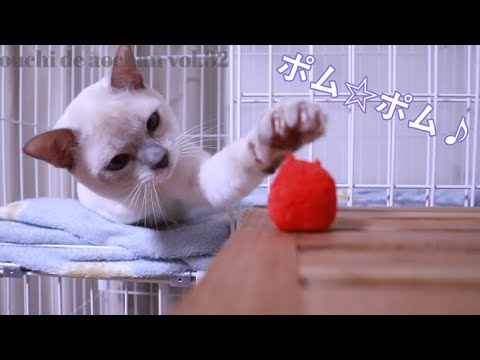 ゲージ内の環境を変えてあげたらまた「アレ」やっちゃいました(笑)　【アオちゃん/おうちでアオちゃん】【猫動画】トンキニーズ/チョコレートシャム/シャム猫とバーミーズのハイブリッド/Tonkinese