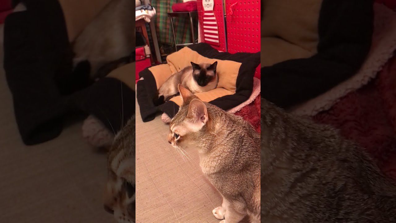何で見てるのにゃ？って感じのシンガプーラなのにゃ♪