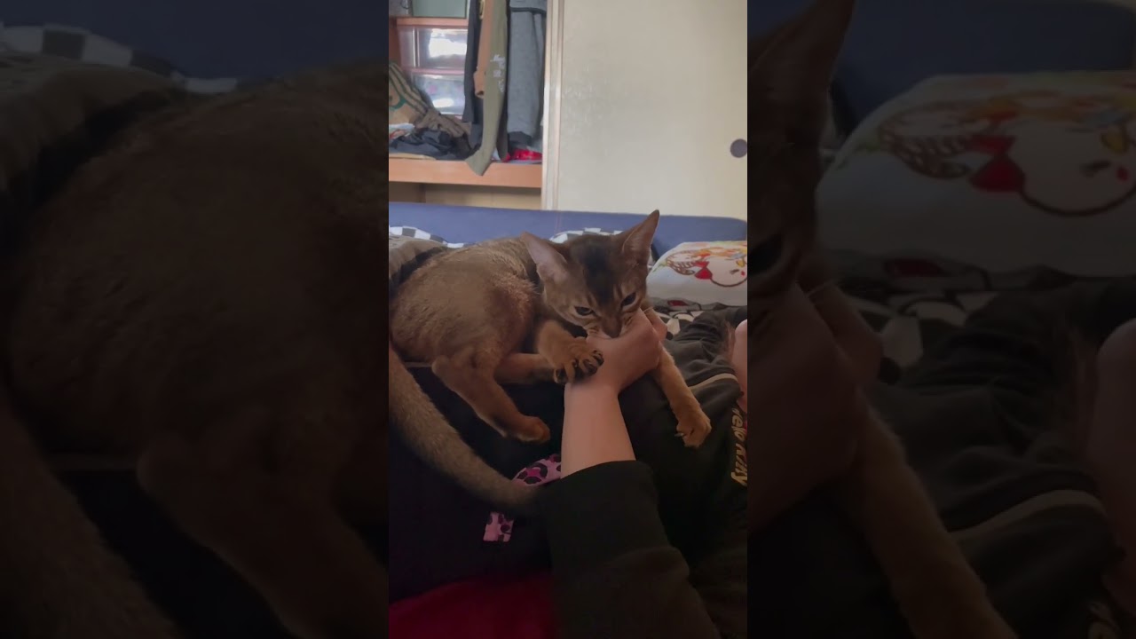 手をグーパーする子猫が可愛いすぎた#子猫 #アビシニアン #shorts