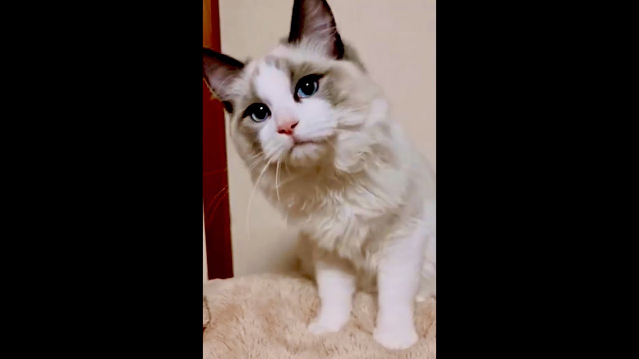 大型猫ラグドールの生後90日から4ヶ月経った時の体重の変化がわかる動画。