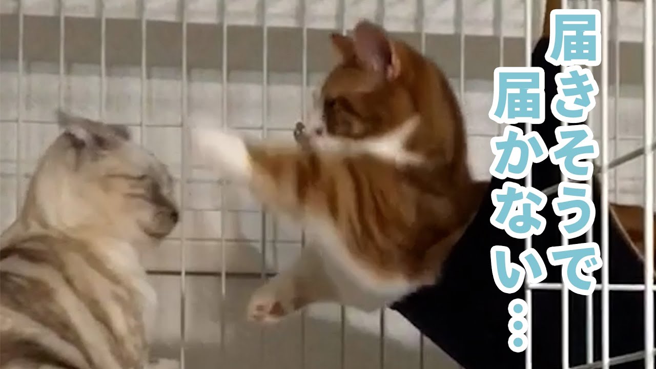 アメリカンショートヘアとマンチカンの猫パンチ対決（笑）｜PECO
