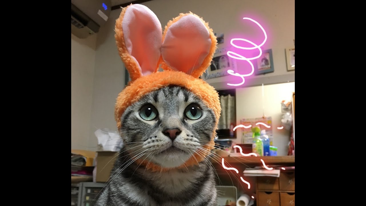 【ソマリとアメショ】何が何だか分からない猫たち