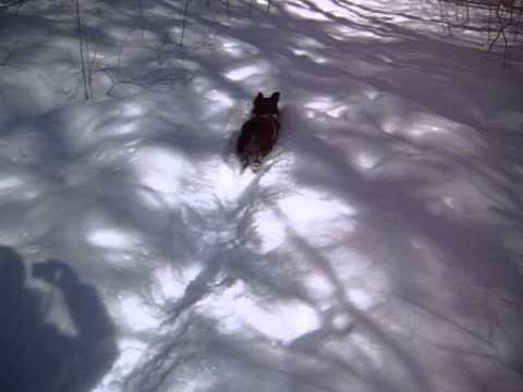 スノーシュー散歩 037