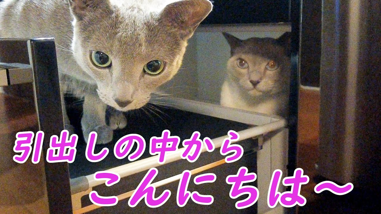 【目撃】【ロシアンブルー×トンキニーズ】こてさんは見た！！　（＃100）