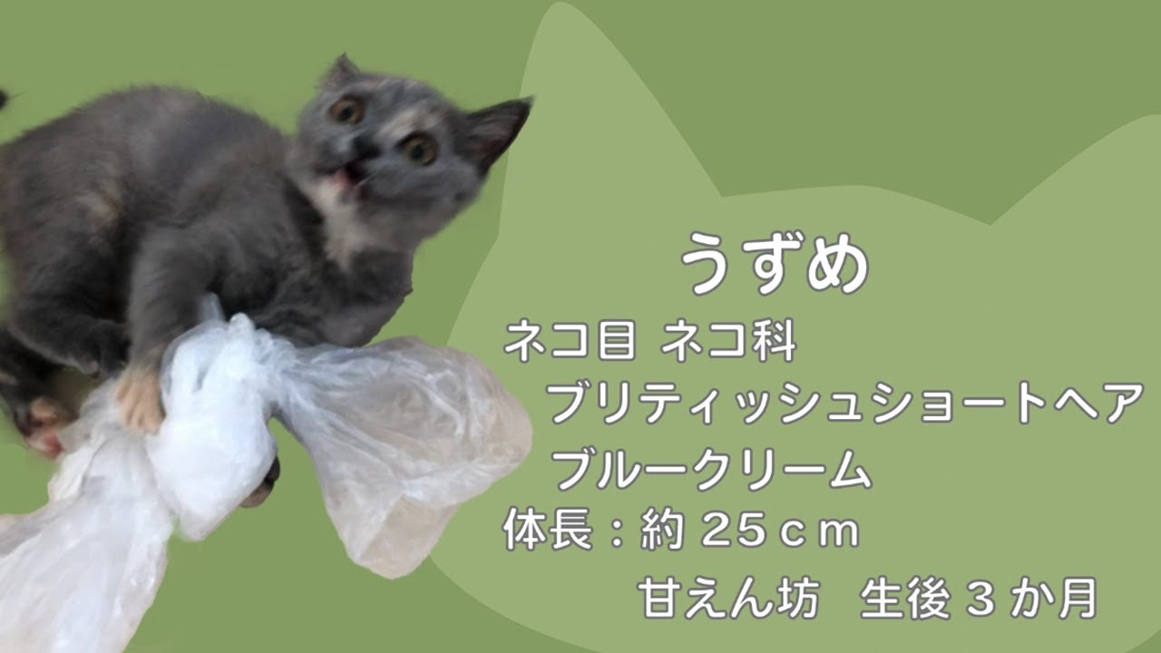 ［うずめ図鑑］#1 ブリティッシュショートヘアーうずめの生態が理解できる！