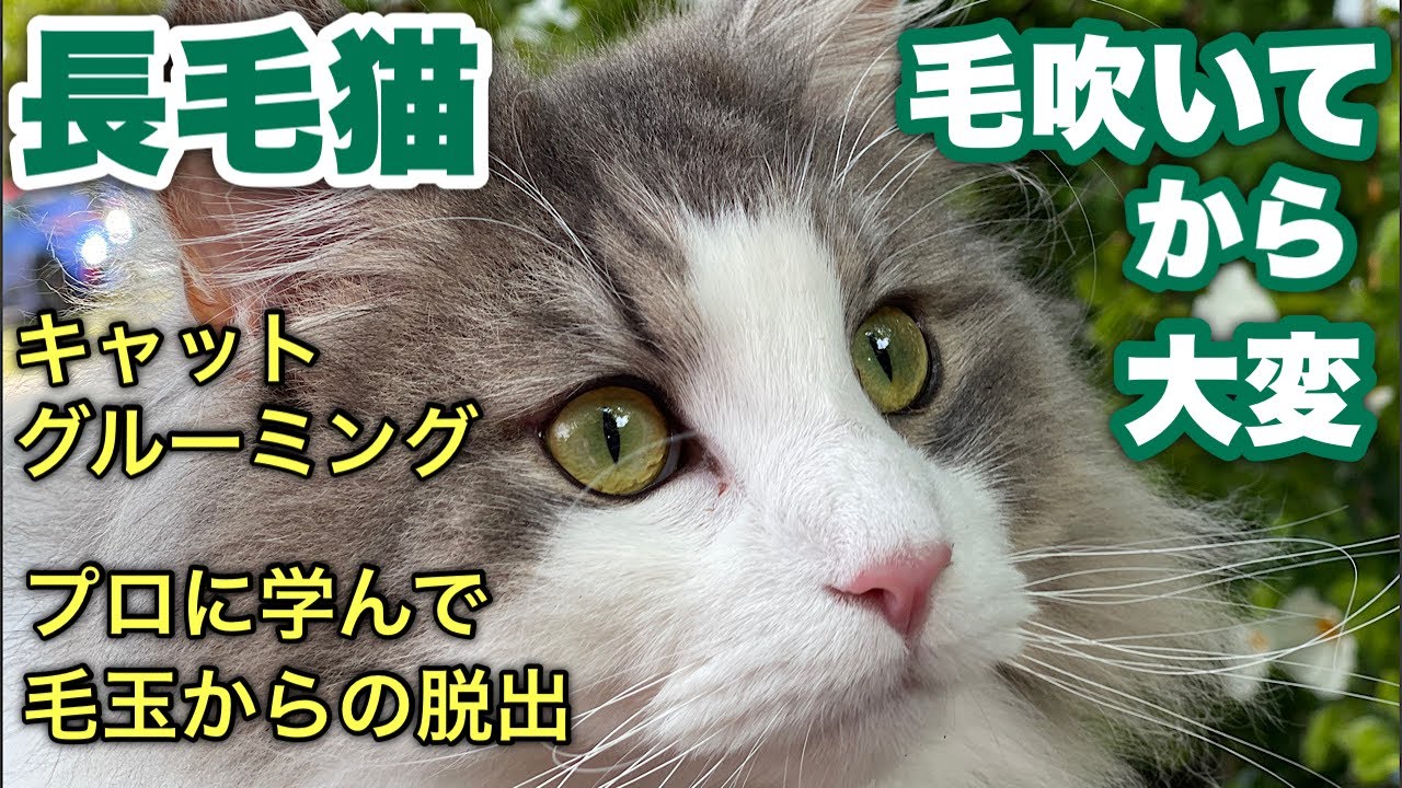 【長毛猫ノルウェージャンフォレストキャット】お尻の毛カットします。キャットグルーミングで見違えました★