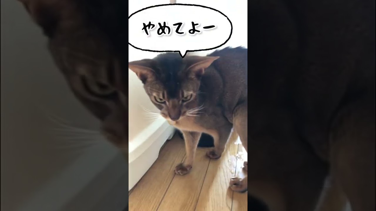 アビシニアンのおしりのマークが♡でかわいすぎた　#shorts  #猫ある暮らし　#やっぱり猫が好き  #多頭飼い　#アビシニアン