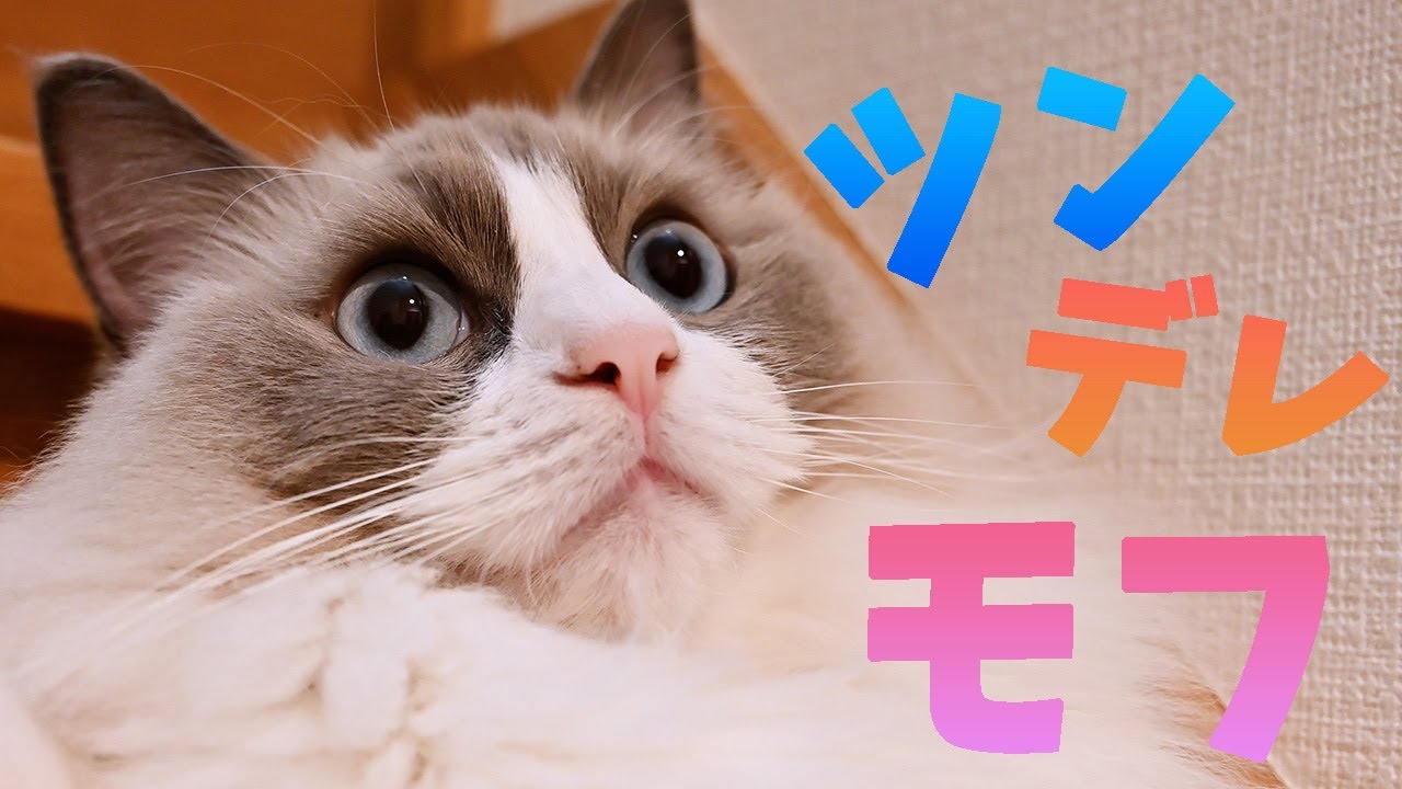 一緒に寝る！お願い！ハンター！ラグドールの鳴き声はシーンごとに違いました。最後は副交感神経を優位にするゴロゴロで眠くなります