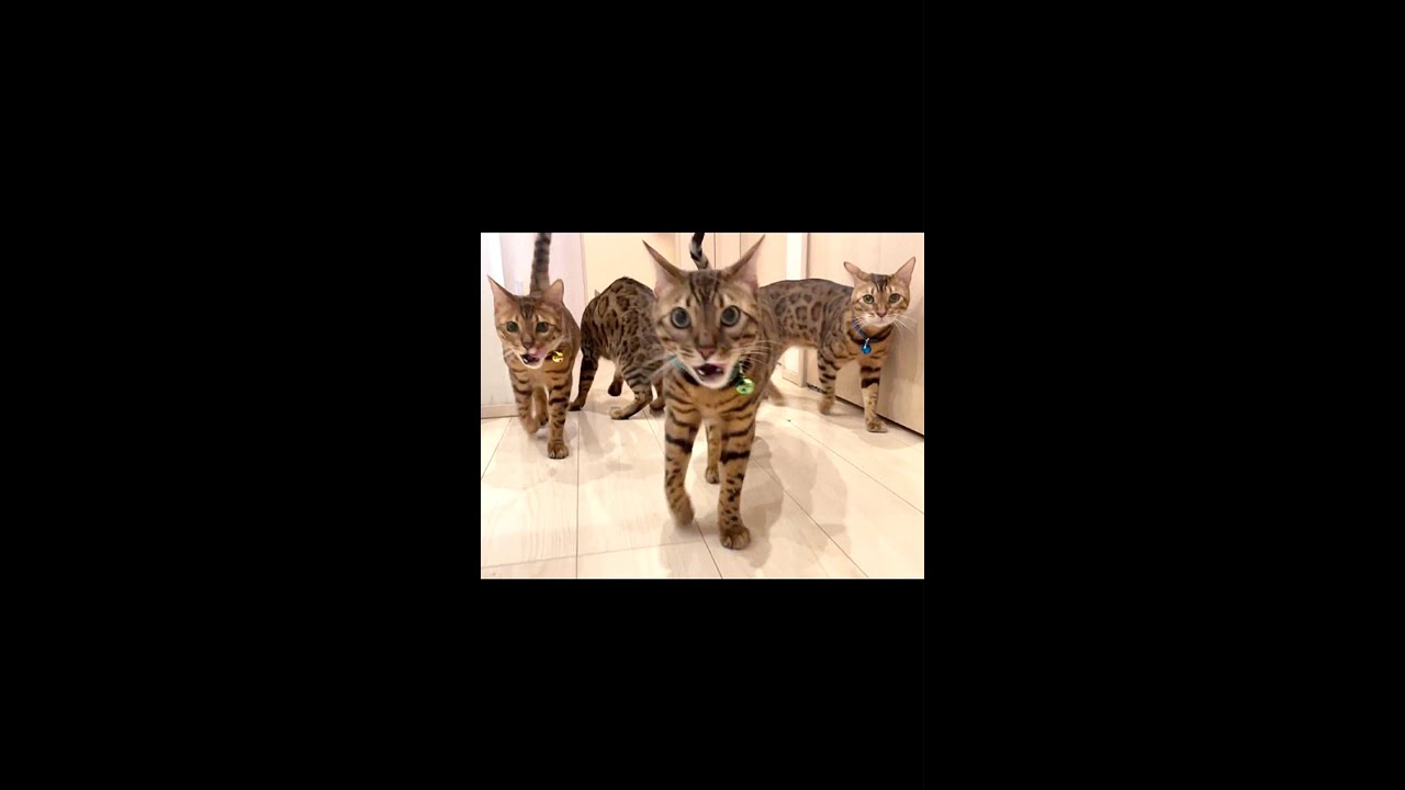 ベンガル親子の行進 #shorts