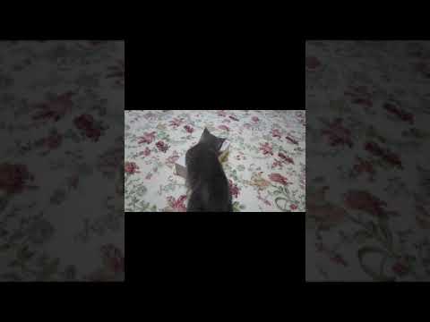 子猫の一人遊び♪ 【シャルトリュー】Chartreux