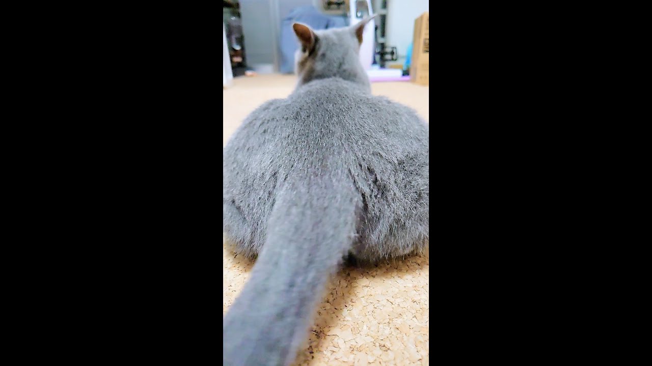 【猫動画】旦那の帰りを待っているロシアンブルー【russianbule】#shorts　　Russian blue waiting for her husband to return