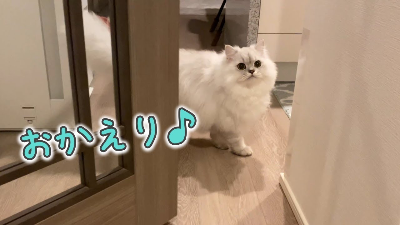 帰宅すると玄関までお出迎えしてくれる猫