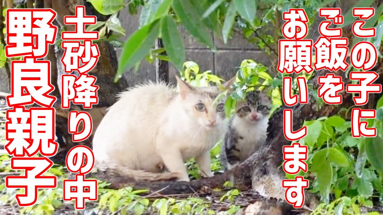 【野良猫】威嚇する母猫が子猫(仔猫)を連れて大雨の中やってきた【野良親子】