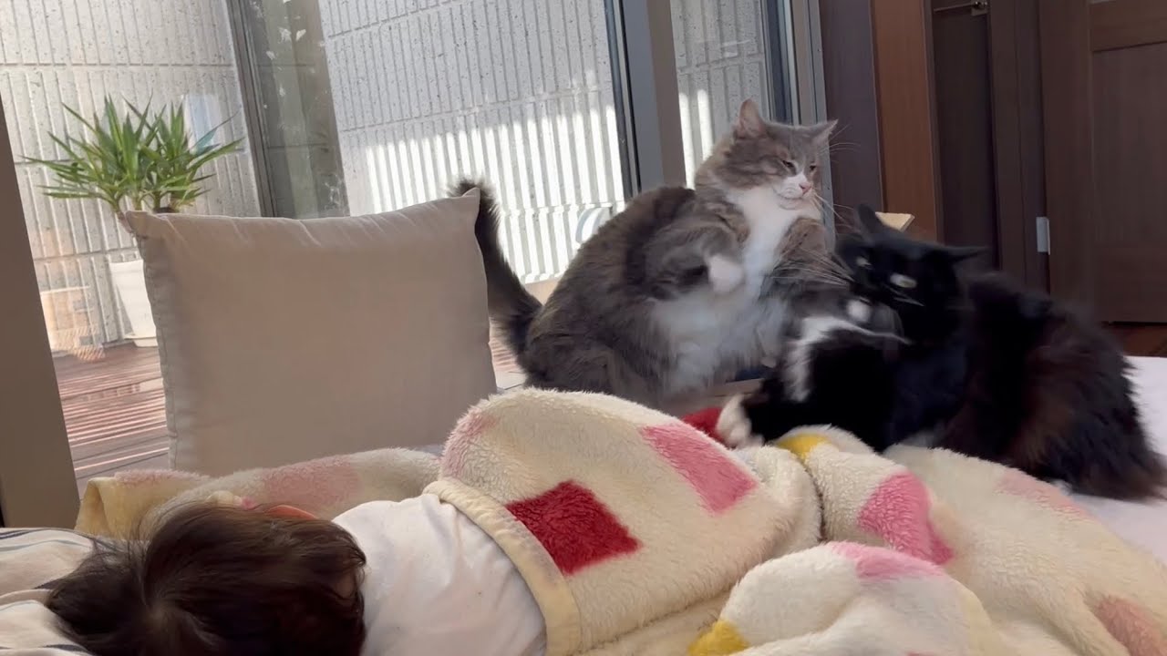 寝ている赤ちゃんの側でケンカを始める猫　ノルウェージャンフォレストキャット&ラガマフィン　Cat starts fighting with sleeping baby