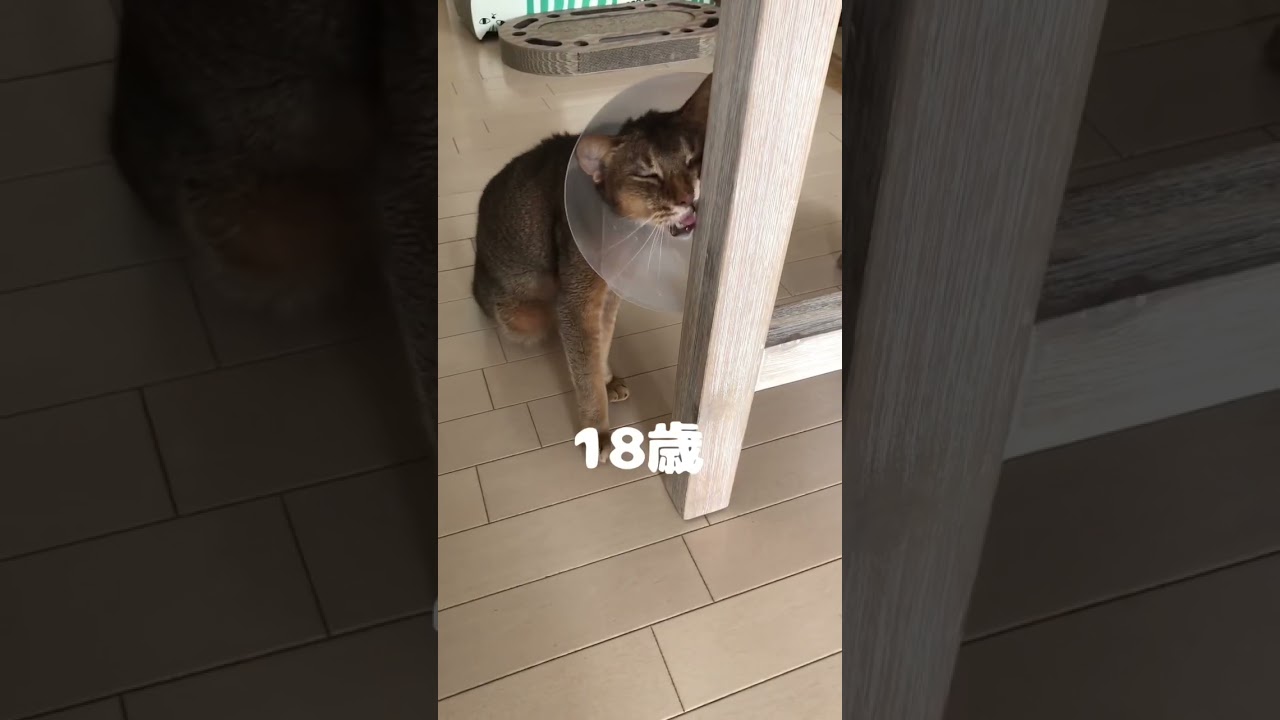 18歳エンジェルくん #shorts #猫動画 #アビシニアン #cat #まな猫