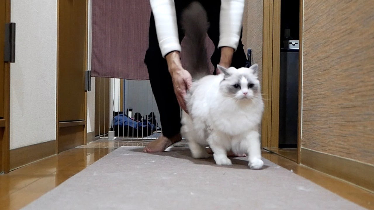 抱っこしようとするとすぐに逃げるラグドール（笑）
