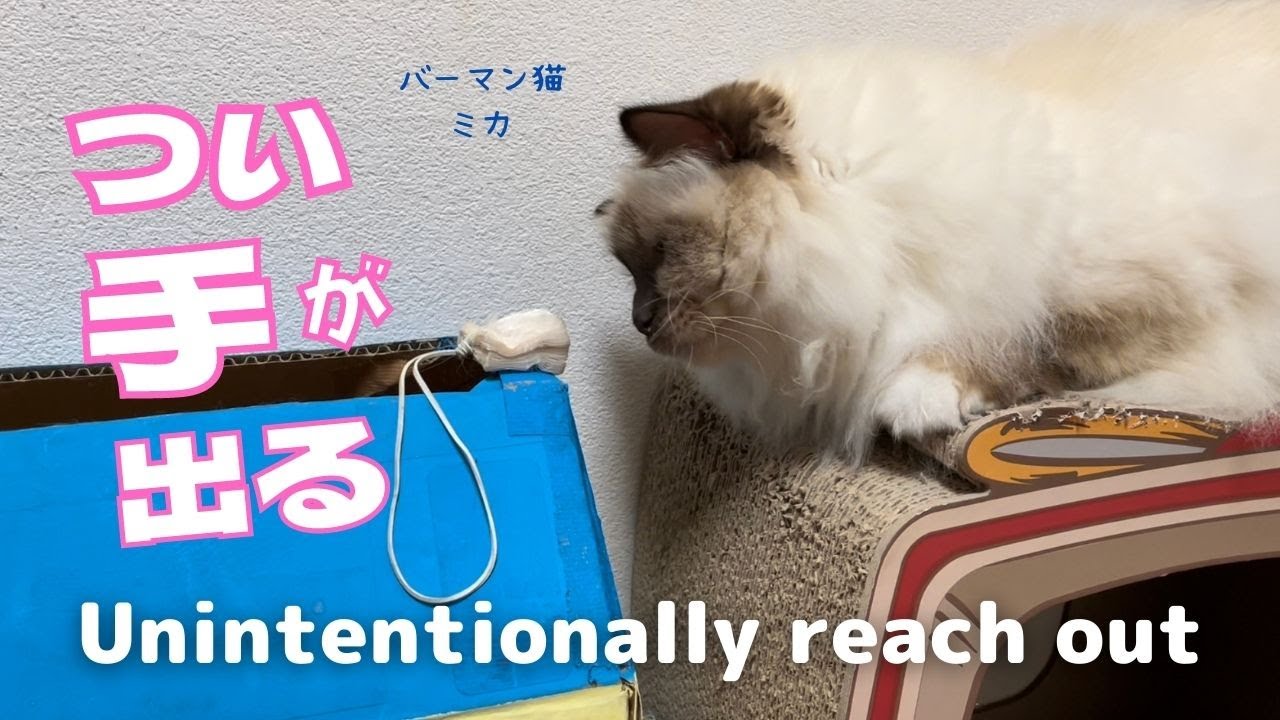 バーマン猫ミカの大好きなカサカサ【つい手が出る】Unintentionally reach out（バーマン猫）Birman/Cat
