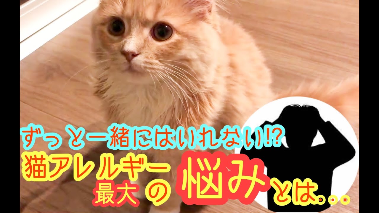 猫アレルギー猫を飼って最大の悩み【生後4ヶ月 サイベリアン】