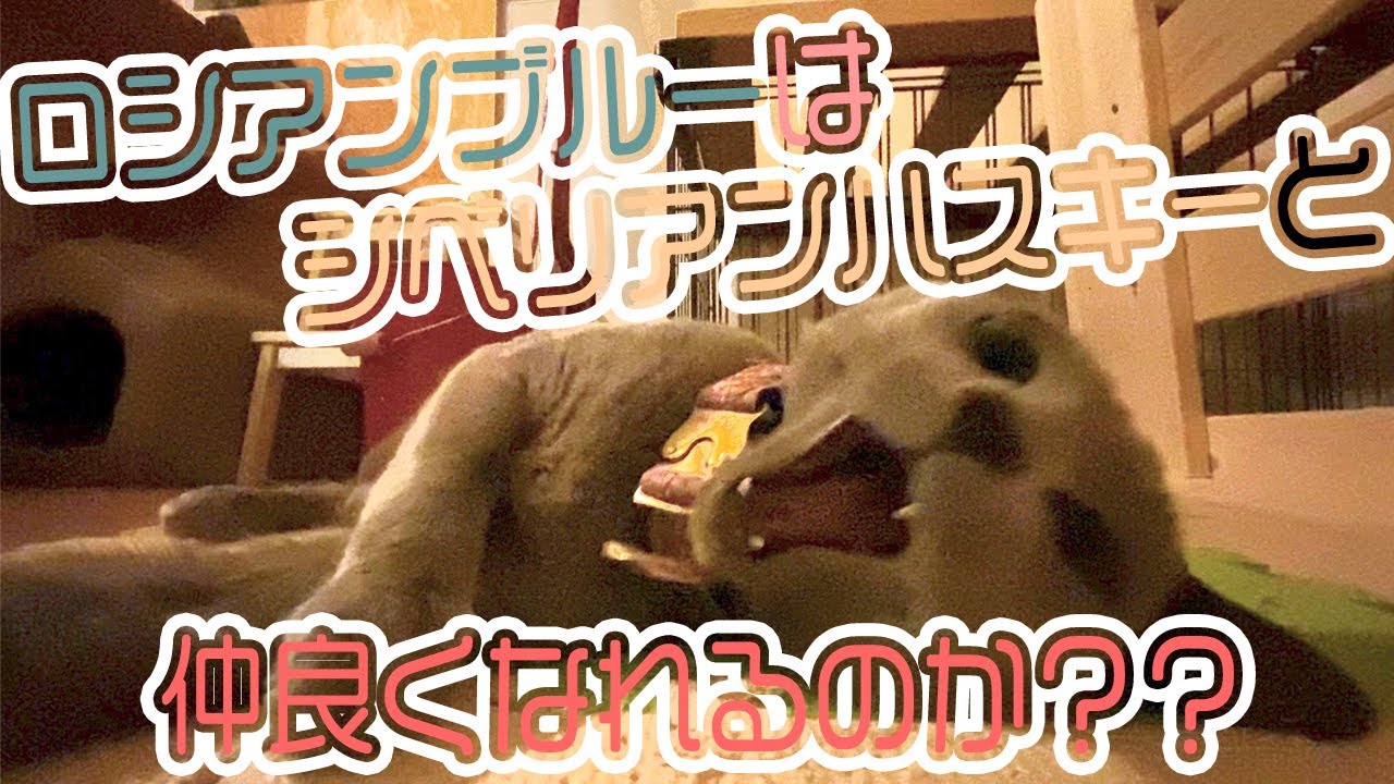シベリアンハスキーの子犬とロシアンブルーは仲良くできるのか？【ジジとロロの最近の様子】
