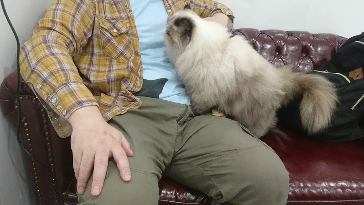 甘えん坊のヒマラヤン