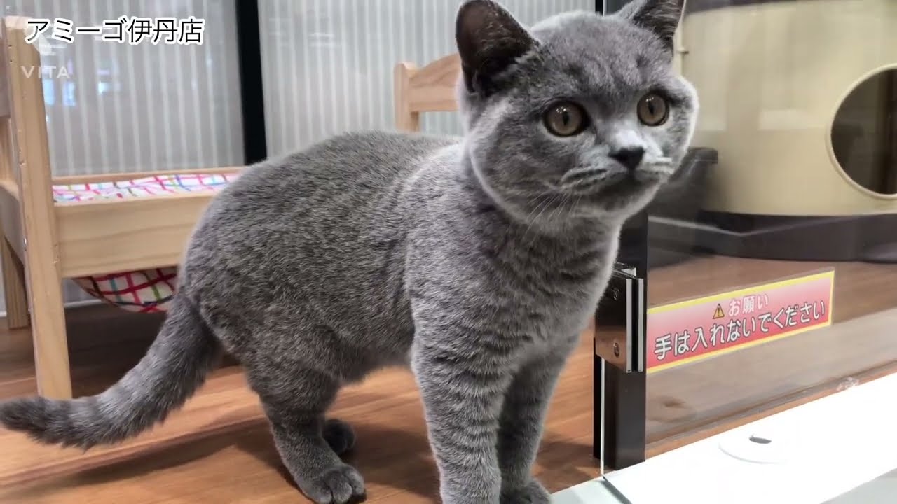 ブリティッシュショートヘアー☆彡アミーゴ伊丹店