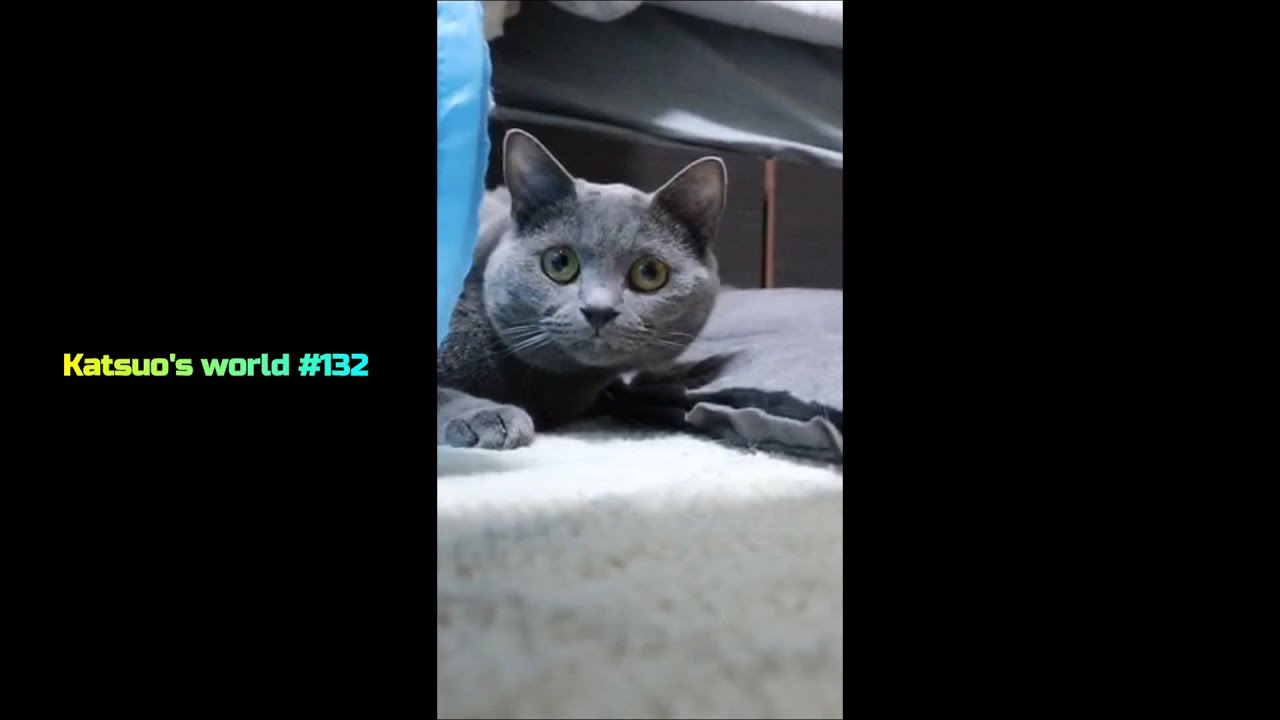 #Shorts　カメラを動かすと、そこにいる猫【シャルトリュー/cat】