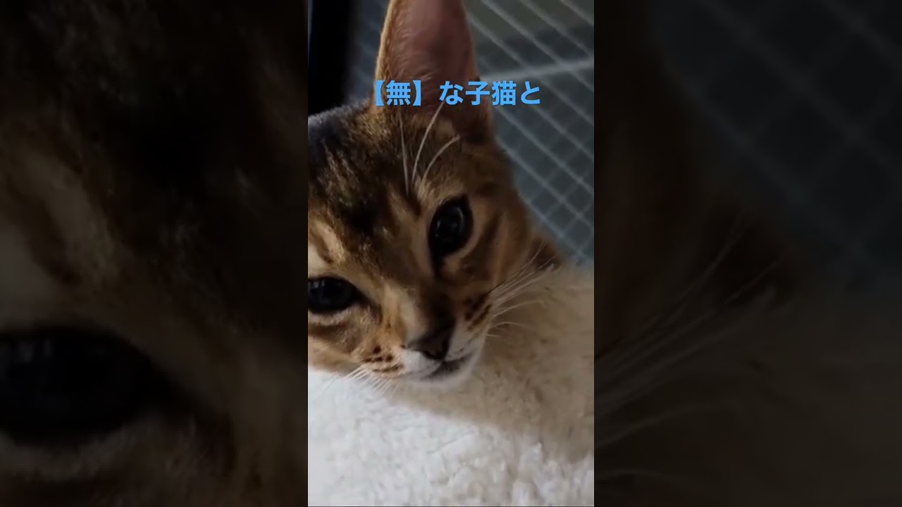 兄猫の顔がやばすぎたwww#アビシニアン #子猫 #ソマリ #shorts