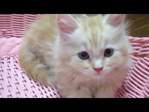 2016年6月22日産レッドタビーロング ヘアー女の子