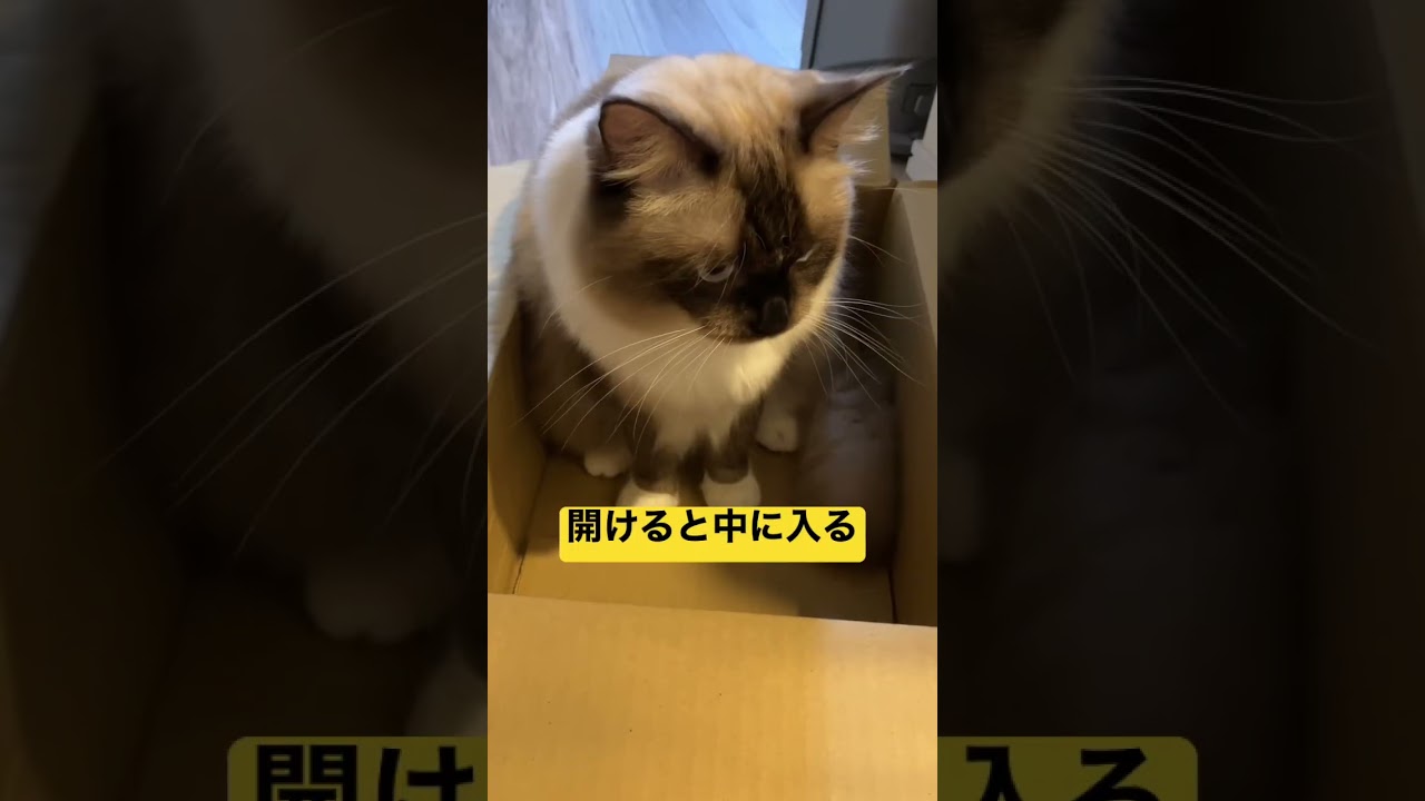 たぬきに似た猫のラグドールのダンボールルーティン #shorts #ragdoll #ショート #ラグドール