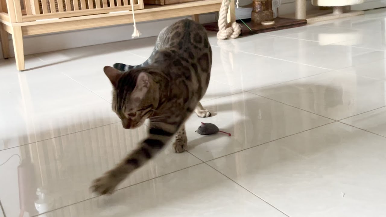 見えない土をかける猫が可愛い【ベンガル/スフィンクス猫】