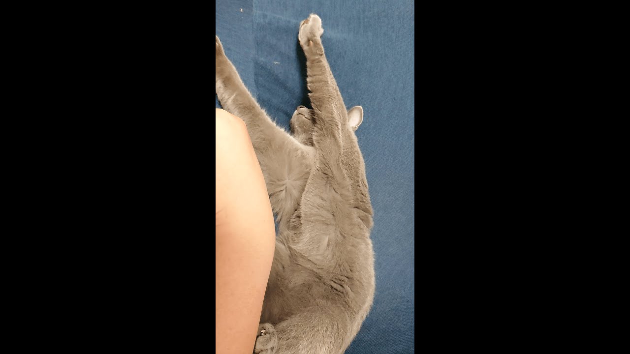 【猫動画】万歳して眠るロシアンブルー【russianbule】#shorts　Long live the sleeping Russian Blue